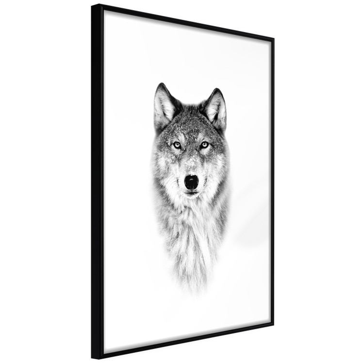 Poster Snowy Wolf - black and white portrait of a wolf on a bright contrasting background 126292 additionalImage 8
