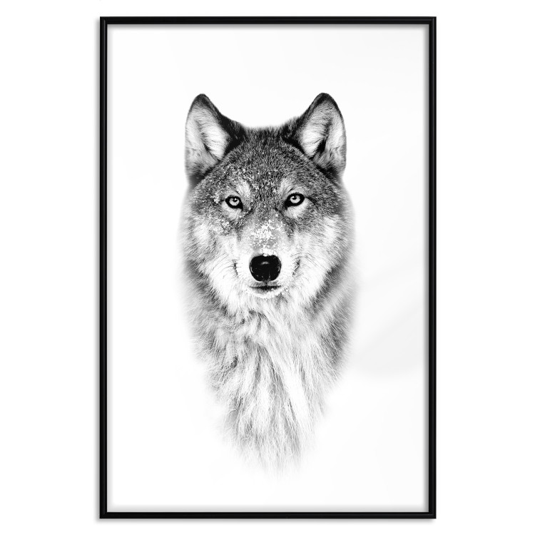 Poster Snowy Wolf - black and white portrait of a wolf on a bright contrasting background 126292 additionalImage 18