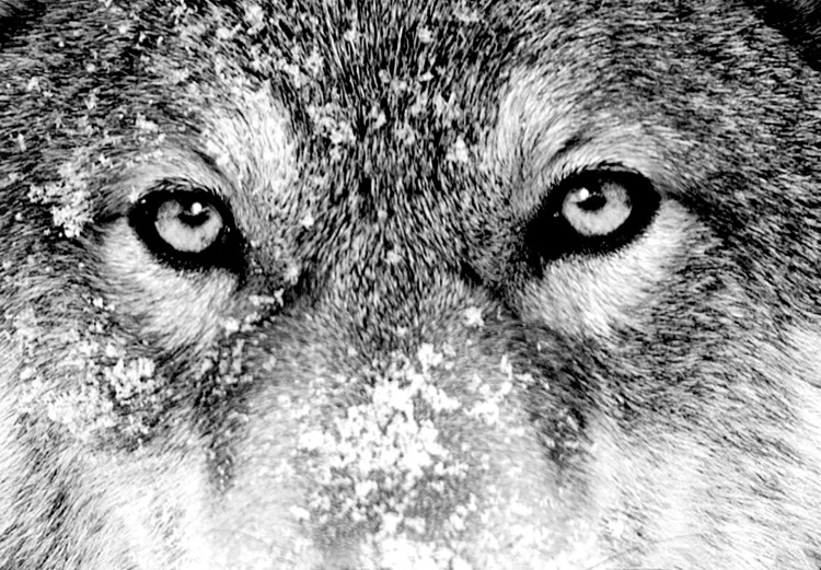 Poster Snowy Wolf - black and white portrait of a wolf on a bright contrasting background 126292 additionalImage 10