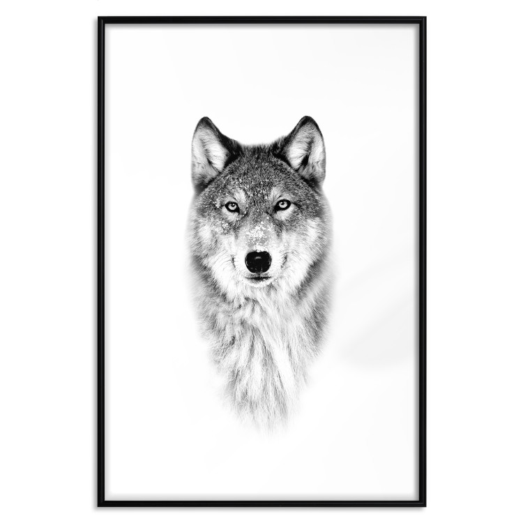 Poster Snowy Wolf - black and white portrait of a wolf on a bright contrasting background 126292 additionalImage 17