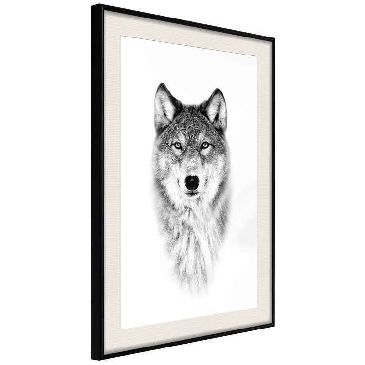 Poster Snowy Wolf - black and white portrait of a wolf on a bright contrasting background 126292 additionalImage 2