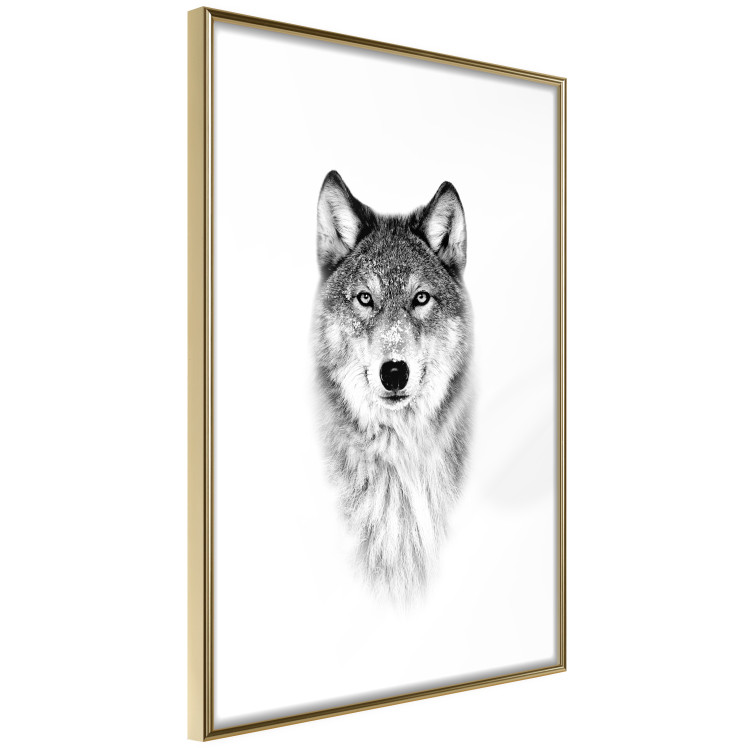 Poster Snowy Wolf - black and white portrait of a wolf on a bright contrasting background 126292 additionalImage 9