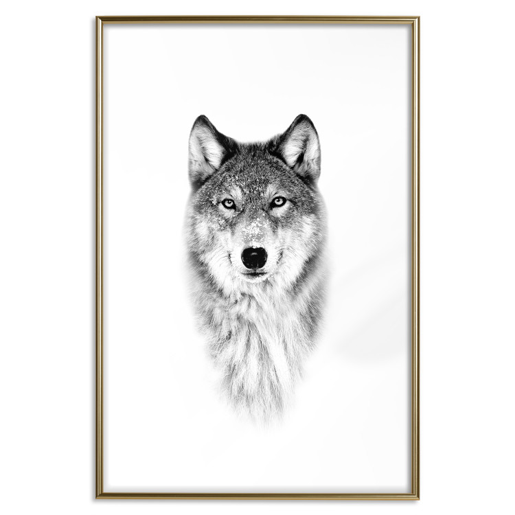 Poster Snowy Wolf - black and white portrait of a wolf on a bright contrasting background 126292 additionalImage 16