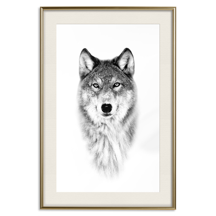 Poster Snowy Wolf - black and white portrait of a wolf on a bright contrasting background 126292 additionalImage 20