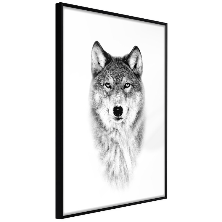 Poster Snowy Wolf - black and white portrait of a wolf on a bright contrasting background 126292 additionalImage 11
