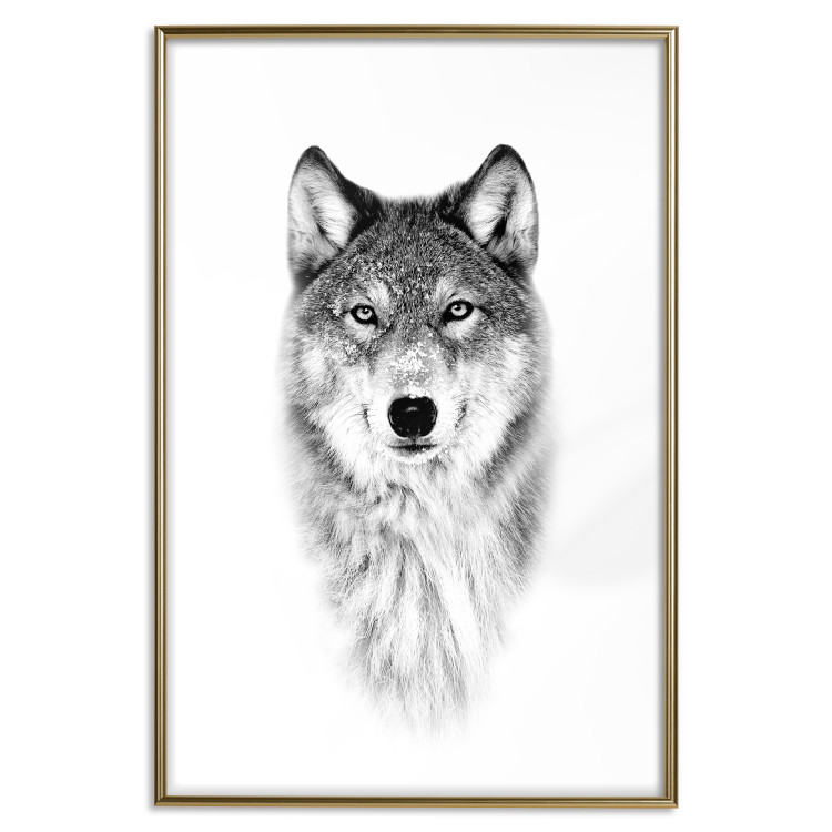 Poster Snowy Wolf - black and white portrait of a wolf on a bright contrasting background 126292 additionalImage 21