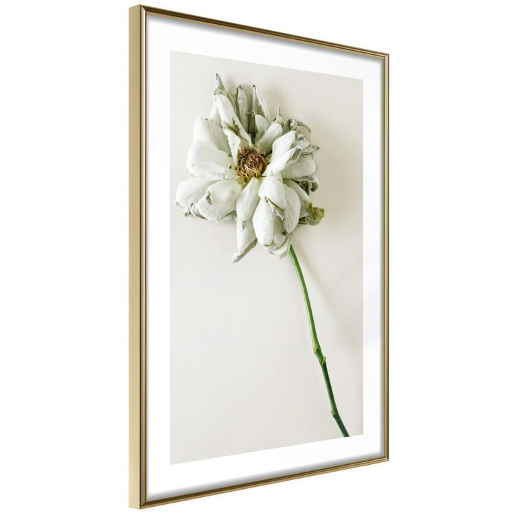 Wall Poster Dried Memory - plant with white flower on a uniform background 130292 additionalImage 9