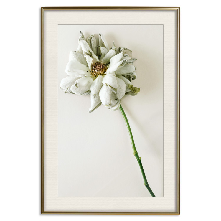 Wall Poster Dried Memory - plant with white flower on a uniform background 130292 additionalImage 20