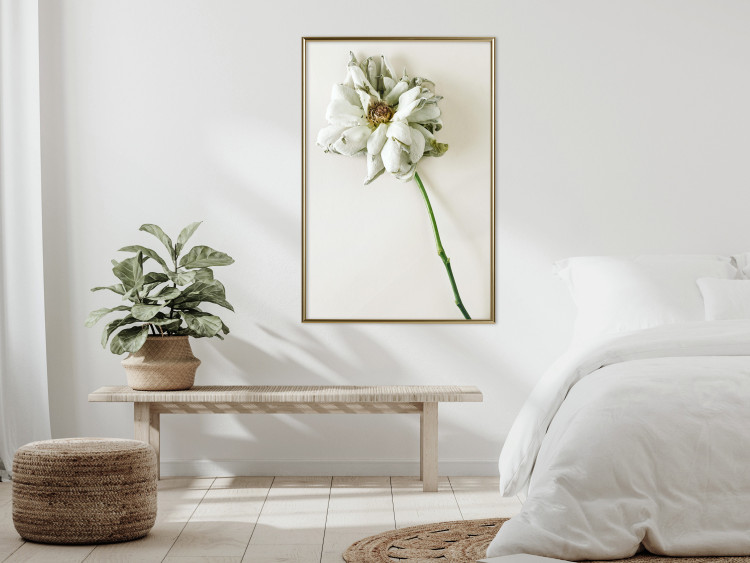 Wall Poster Dried Memory - plant with white flower on a uniform background 130292 additionalImage 5