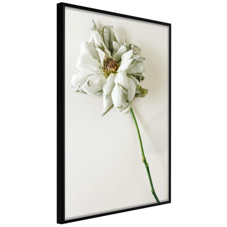 Wall Poster Dried Memory - plant with white flower on a uniform background 130292 additionalImage 11