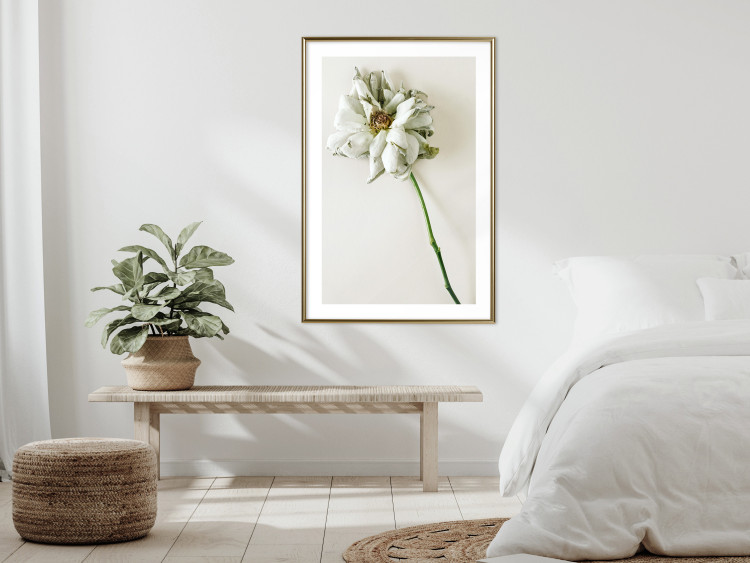 Wall Poster Dried Memory - plant with white flower on a uniform background 130292 additionalImage 13