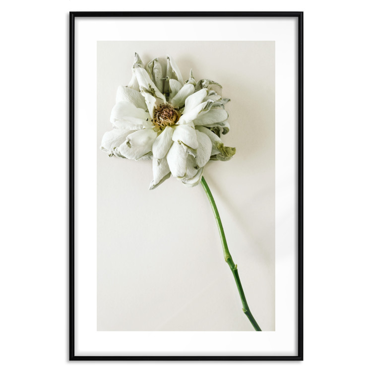 Wall Poster Dried Memory - plant with white flower on a uniform background 130292 additionalImage 15