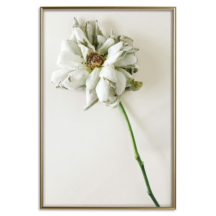 Wall Poster Dried Memory - plant with white flower on a uniform background 130292 additionalImage 17