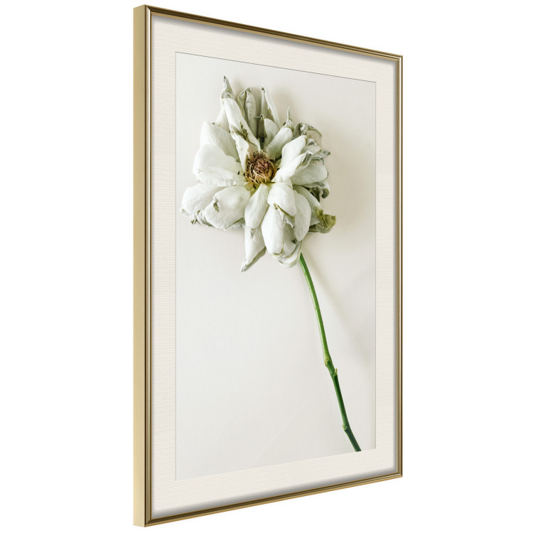 Wall Poster Dried Memory - plant with white flower on a uniform background 130292 additionalImage 3