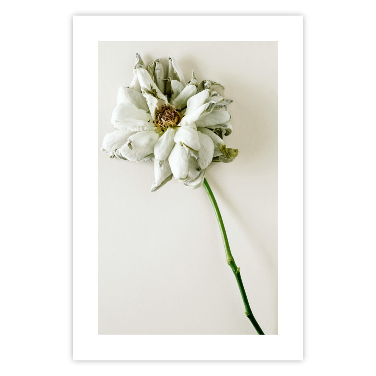 Wall Poster Dried Memory - plant with white flower on a uniform background 130292 additionalImage 25