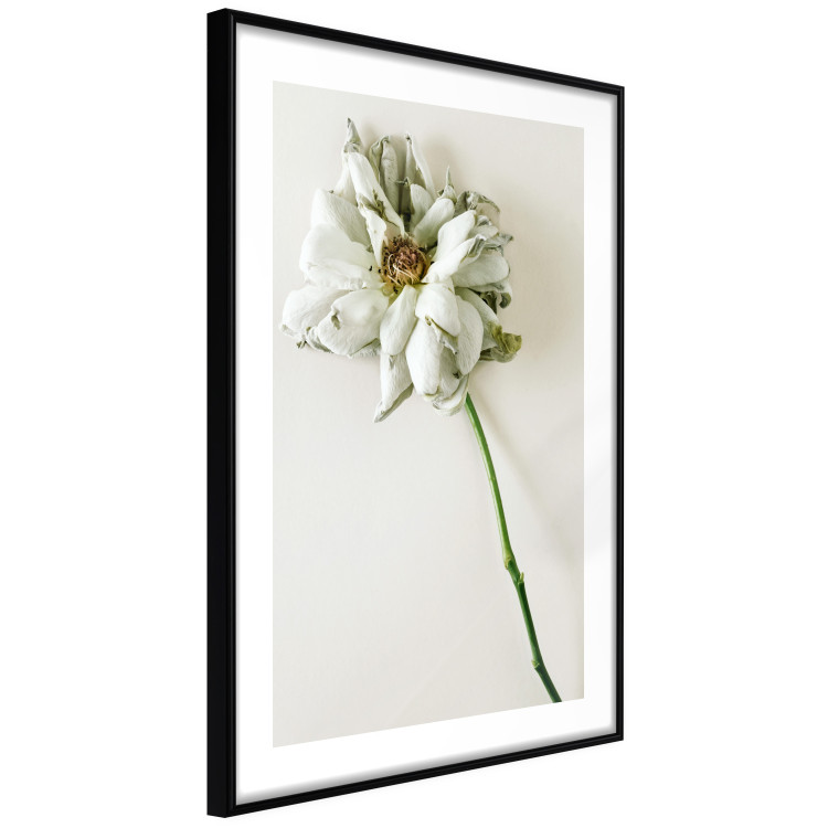 Wall Poster Dried Memory - plant with white flower on a uniform background 130292 additionalImage 6