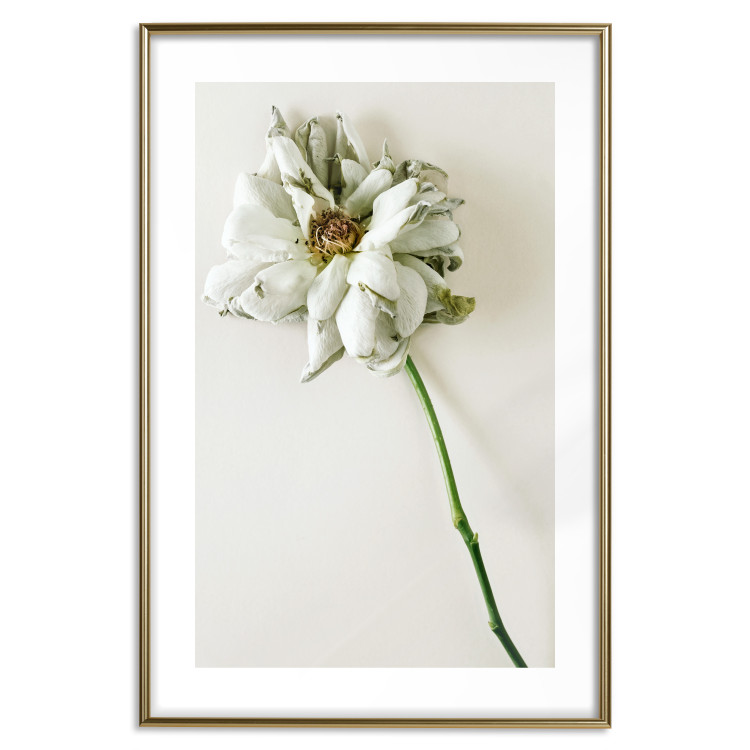 Wall Poster Dried Memory - plant with white flower on a uniform background 130292 additionalImage 16