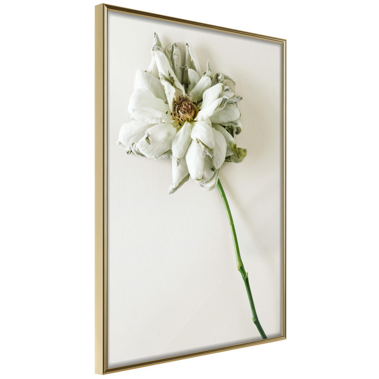 Wall Poster Dried Memory - plant with white flower on a uniform background 130292 additionalImage 12