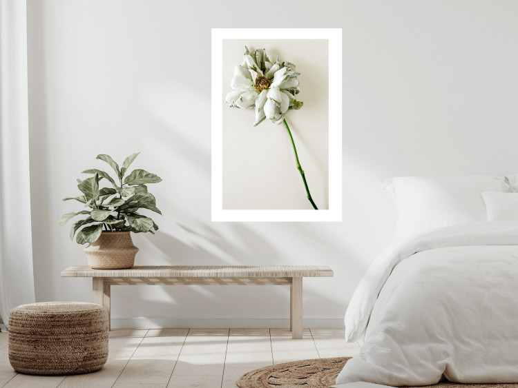 Wall Poster Dried Memory - plant with white flower on a uniform background 130292 additionalImage 5