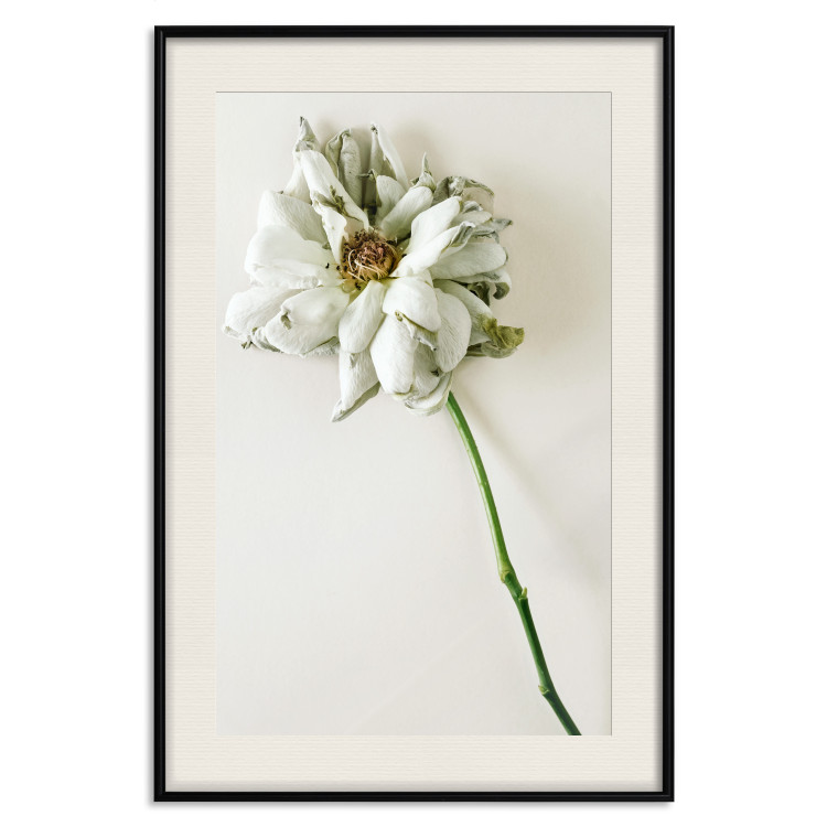 Wall Poster Dried Memory - plant with white flower on a uniform background 130292 additionalImage 19