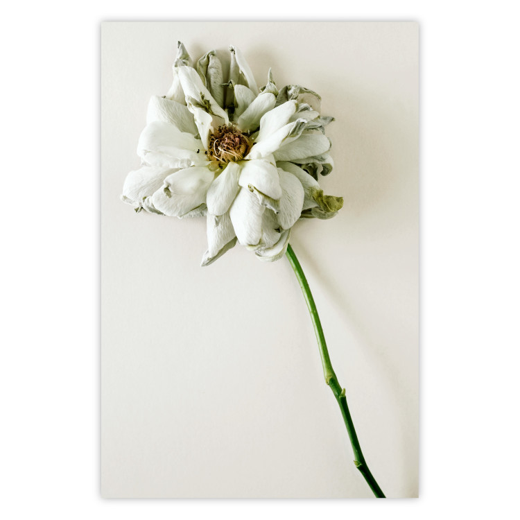 Wall Poster Dried Memory - plant with white flower on a uniform background 130292