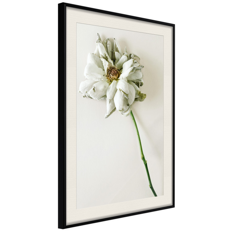 Wall Poster Dried Memory - plant with white flower on a uniform background 130292 additionalImage 2