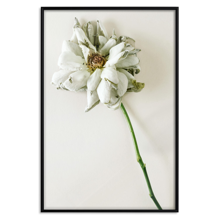 Wall Poster Dried Memory - plant with white flower on a uniform background 130292 additionalImage 18