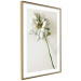 Wall Poster Dried Memory - plant with white flower on a uniform background 130292 additionalThumb 9