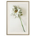 Wall Poster Dried Memory - plant with white flower on a uniform background 130292 additionalThumb 20