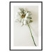 Wall Poster Dried Memory - plant with white flower on a uniform background 130292 additionalThumb 17