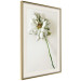 Wall Poster Dried Memory - plant with white flower on a uniform background 130292 additionalThumb 3