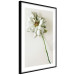 Wall Poster Dried Memory - plant with white flower on a uniform background 130292 additionalThumb 8