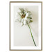 Wall Poster Dried Memory - plant with white flower on a uniform background 130292 additionalThumb 14