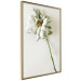 Wall Poster Dried Memory - plant with white flower on a uniform background 130292 additionalThumb 14