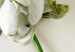 Wall Poster Dried Memory - plant with white flower on a uniform background 130292 additionalThumb 9