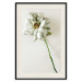 Wall Poster Dried Memory - plant with white flower on a uniform background 130292 additionalThumb 19