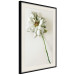 Wall Poster Dried Memory - plant with white flower on a uniform background 130292 additionalThumb 2