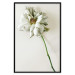 Wall Poster Dried Memory - plant with white flower on a uniform background 130292 additionalThumb 18