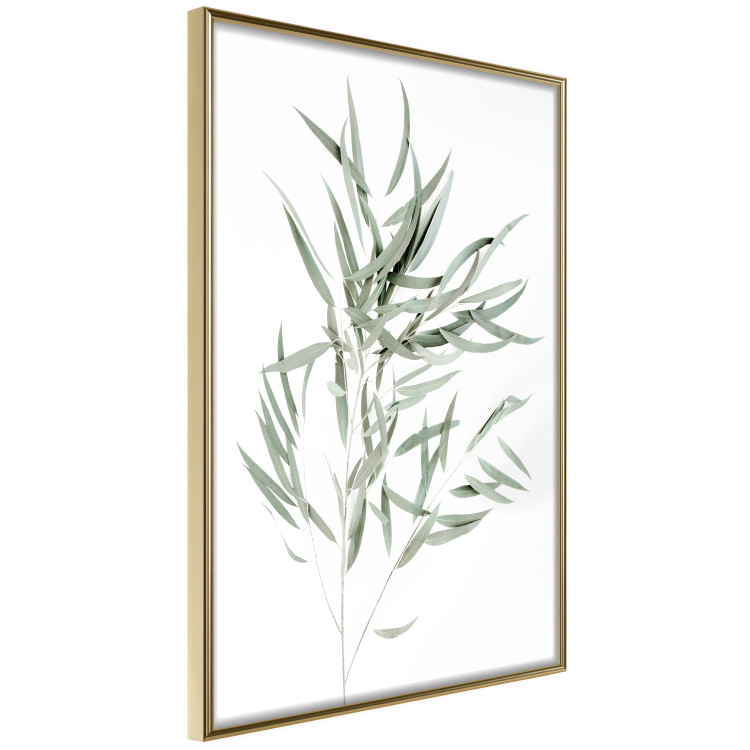 Poster Eucalyptus Nicholii - minimalist composition with green leaves 137492 additionalImage 23