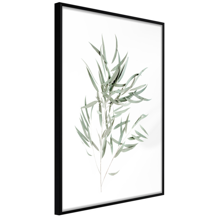 Poster Eucalyptus Nicholii - minimalist composition with green leaves 137492 additionalImage 15