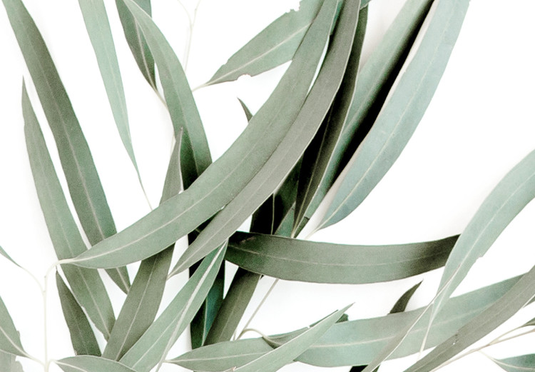 Poster Eucalyptus Nicholii - minimalist composition with green leaves 137492 additionalImage 27