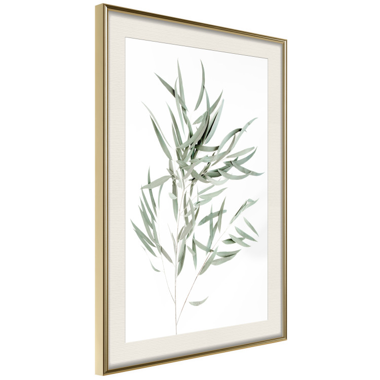 Poster Eucalyptus Nicholii - minimalist composition with green leaves 137492 additionalImage 19