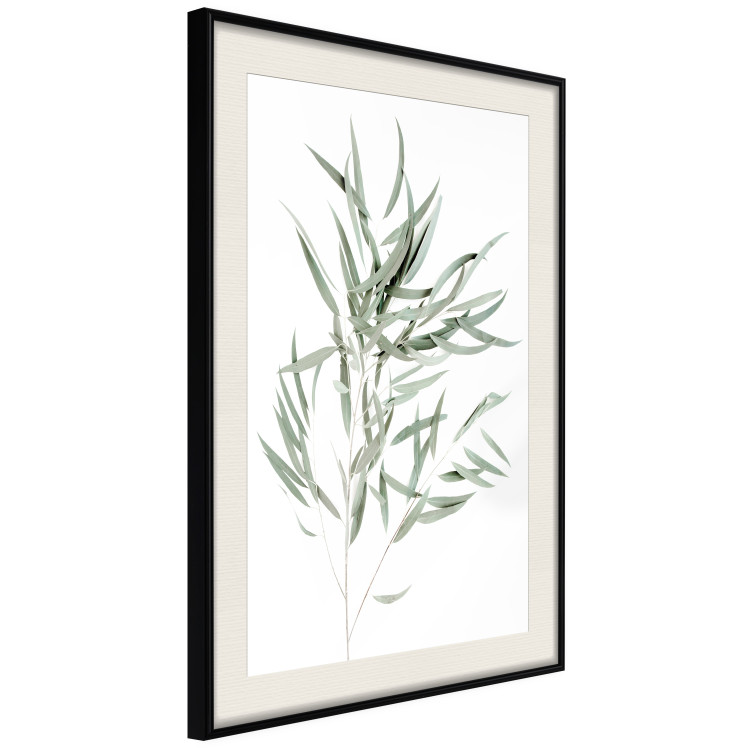 Poster Eucalyptus Nicholii - minimalist composition with green leaves 137492 additionalImage 20