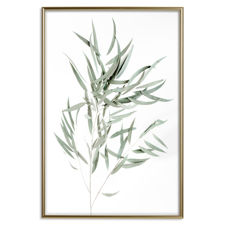 Poster Eucalyptus Nicholii - minimalist composition with green leaves 137492 additionalImage 6