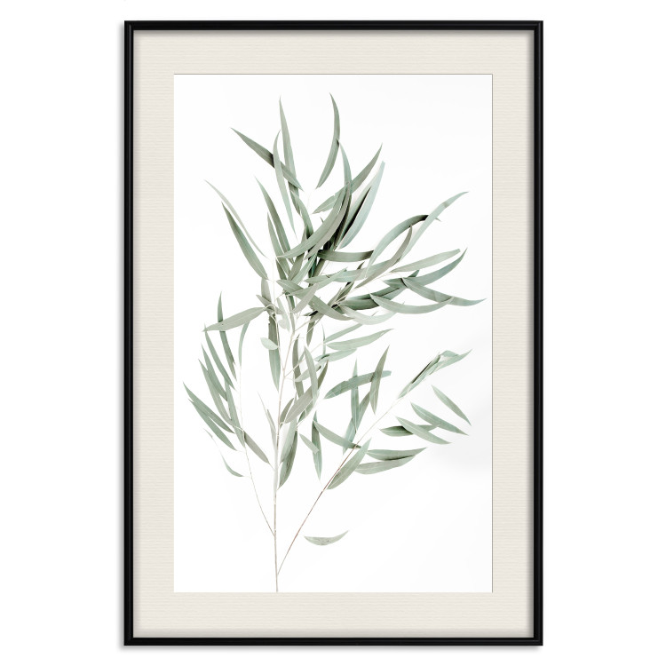Poster Eucalyptus Nicholii - minimalist composition with green leaves 137492 additionalImage 3