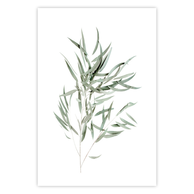Poster Eucalyptus Nicholii - minimalist composition with green leaves 137492 additionalImage 8