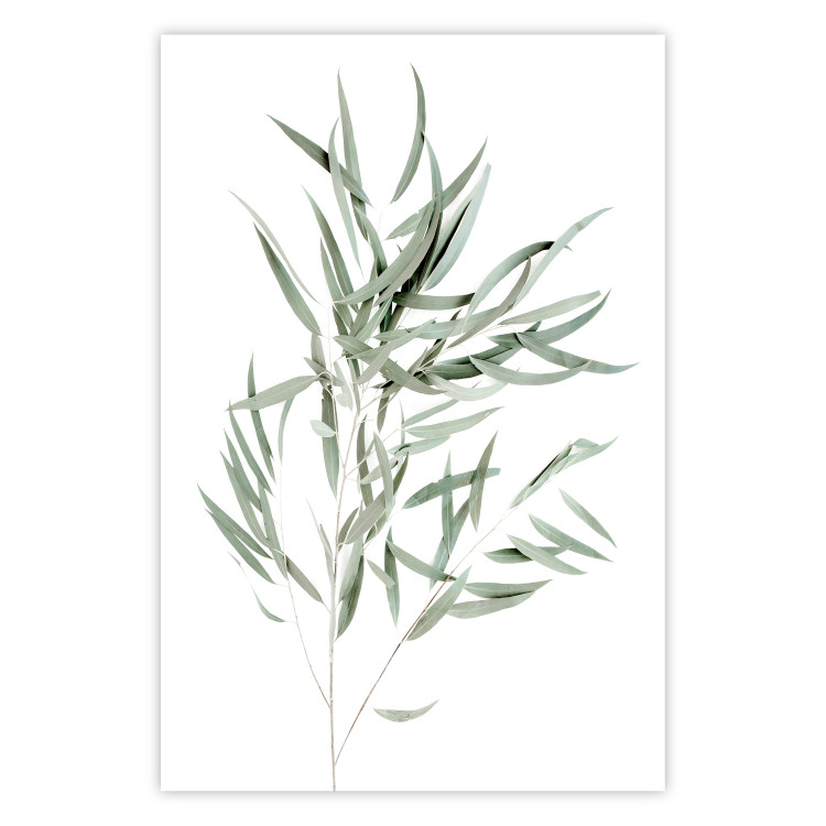 Poster Eucalyptus Nicholii - minimalist composition with green leaves 137492