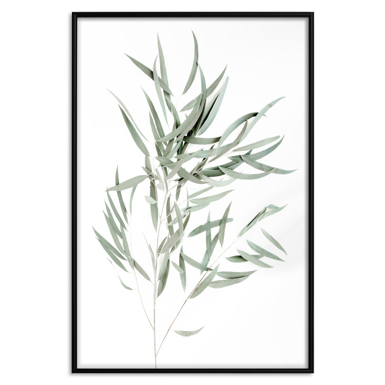 Poster Eucalyptus Nicholii - minimalist composition with green leaves 137492 additionalImage 7