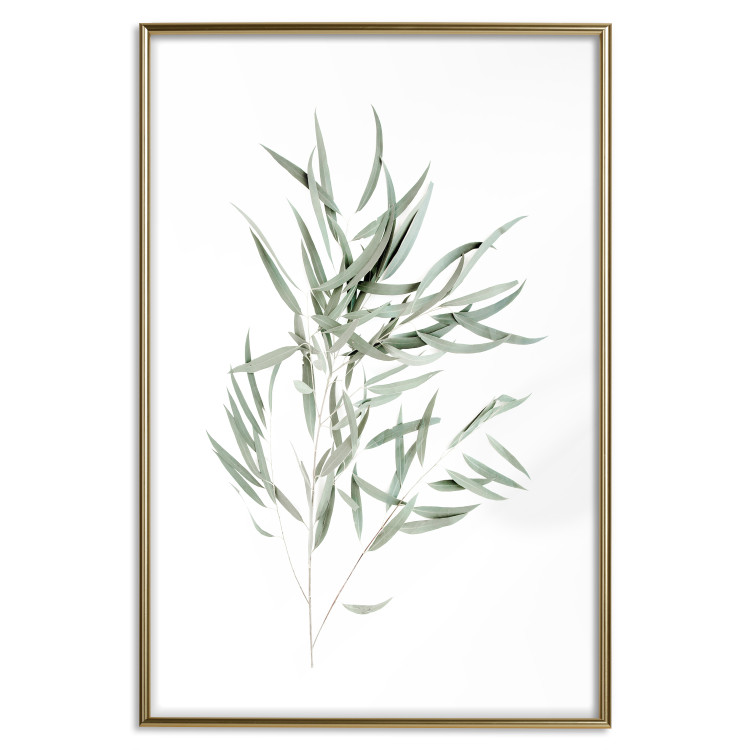 Poster Eucalyptus Nicholii - minimalist composition with green leaves 137492 additionalImage 3