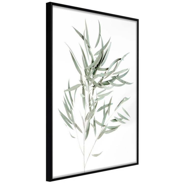 Poster Eucalyptus Nicholii - minimalist composition with green leaves 137492 additionalImage 24